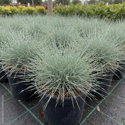 Blue fescue ornamental grass in black nursery pots, spiky texture