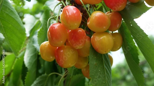 Close-up of ripe sweet cherries hanging on a tree branch in summer. Fresh berries grown naturally in the garden, ready for harvest. Healthy vitamin-rich fruit and a delicious natural dessert.