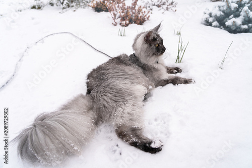 Photos Portrait of the Silver Black smoke long haired Maine Coon kitten with almond-like yellow eyes, lynx tipped ears and long fluffy tail, with harness and leash on, laying relaxed on white snow in winter