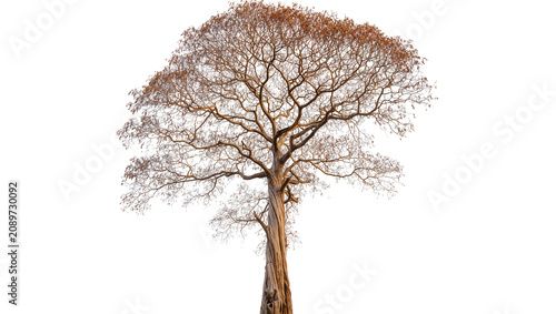 Obraz na plátně Isolated large tree with dry brown leaves and intricate bare branches, autumn na