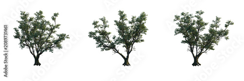 Quadro su tela Cinnamomum camphora (Camphor Tree) Evergreen Tree with Glossy Foliage