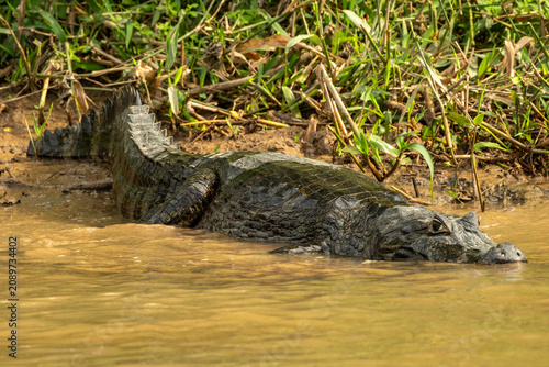 Fotografie In Brazil's Pantanal, the alligator is actually the yacare caiman (Caiman yacare)