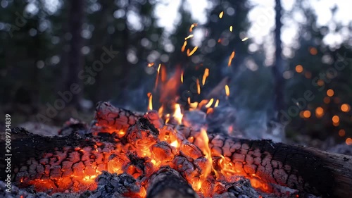 Campfire Embers Glow Mysteriously in Misty Dark Pine Forest Atmosphere