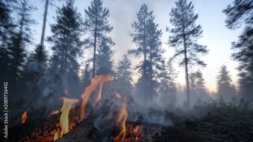 Campfire Smoke Curls into Misty Forest at Sunrise Cinematic Slow Motion