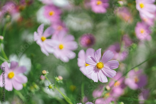 White and pink cosmos flowers background