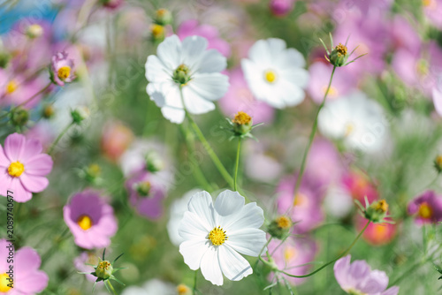 White and pink cosmos flowers background