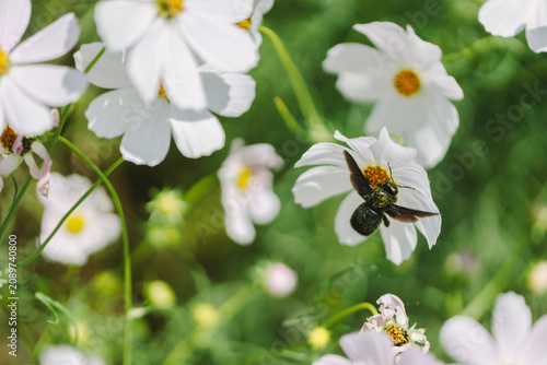 Black bee pollinating white cosmos flower