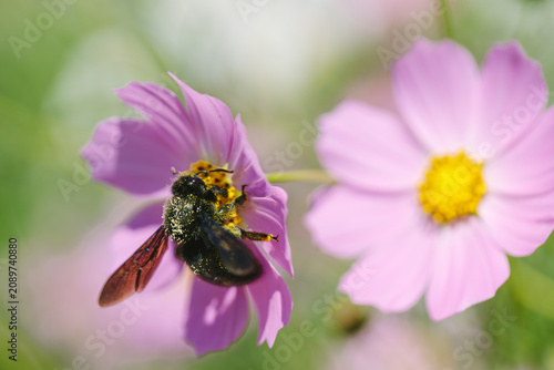 Black bee pollinating pink cosmos flower