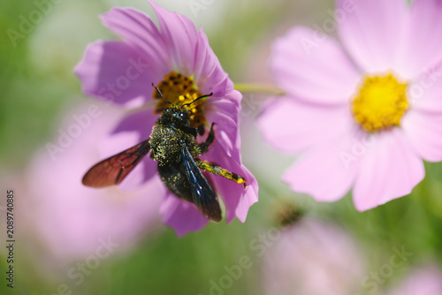 Black bee pollinating pink cosmos flower