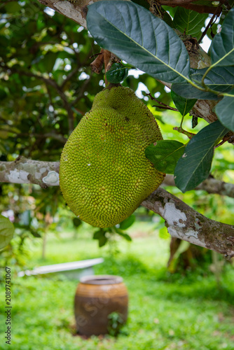 THAILAND NAKHON NAYOK JACKFRUIT