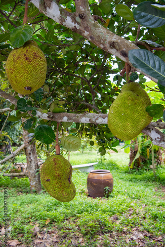 THAILAND NAKHON NAYOK JACKFRUIT