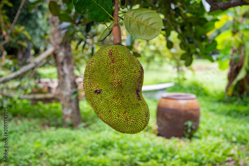 THAILAND NAKHON NAYOK JACKFRUIT