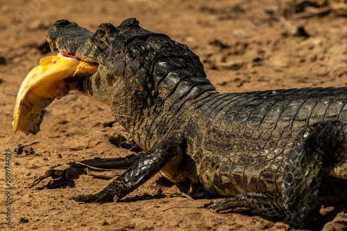 Photos In Brazil's Pantanal, the alligator is actually the yacare caiman (Caiman yacare)