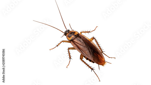 Принти на полотні Small wild brown cockroach insect pest wildlife creature isolated on a transpare
