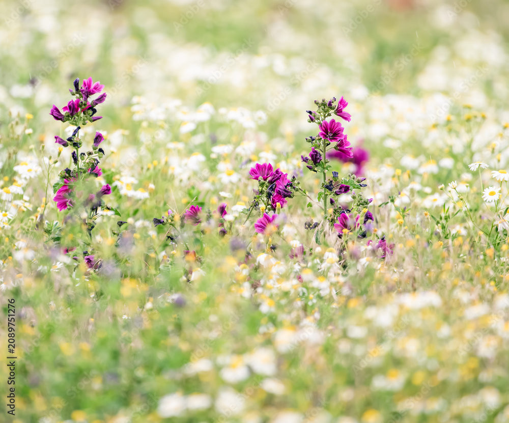 Fototapeta premium field of flowers