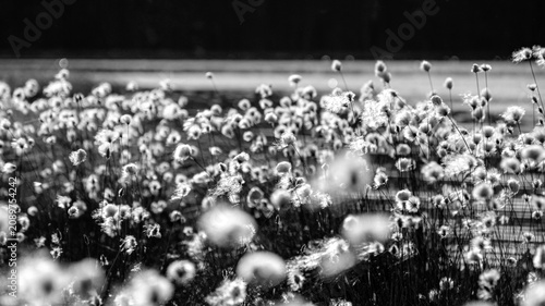Bild auf Leinwand wonderful view with white blooming dandelions on the lake shore, dandelion flowe