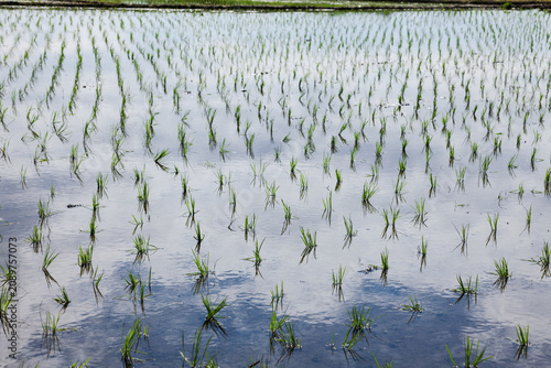 Sparse rice seedlings in reflective water