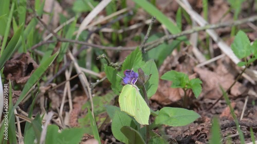 common brimstone butterfly (Gonepteryx rhamni) on a flower in slow motion