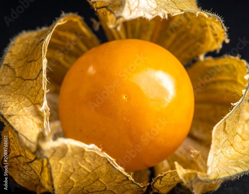 A close-up of a vibrant orange fruit encased in papery, golden-brown husks against a dark background