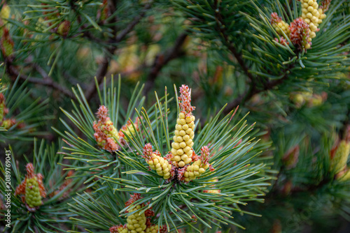 Foto sunny summer landscape with lovely blooming pine flowers, blooming pines, wonder
