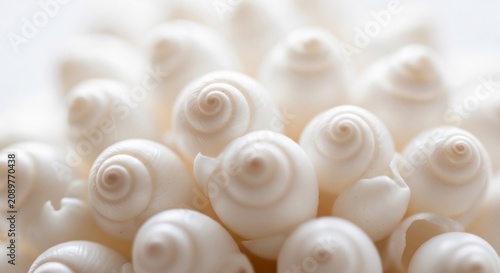 A closeup view of numerous small white snail shells with spiral designs isolated on white background