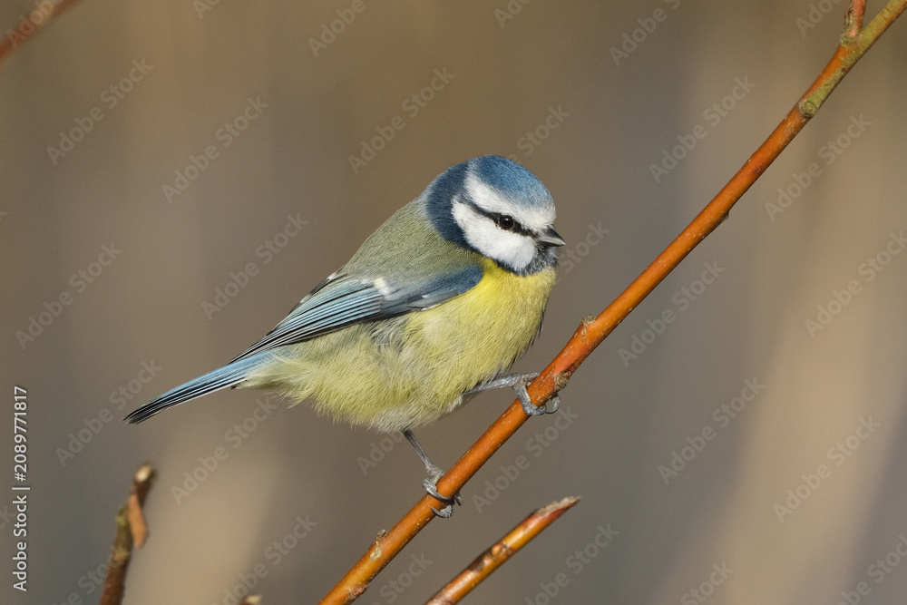Obraz premium Eurasian blue tit (Cyanistes caeruleus) perched on a branch in natural habitat
