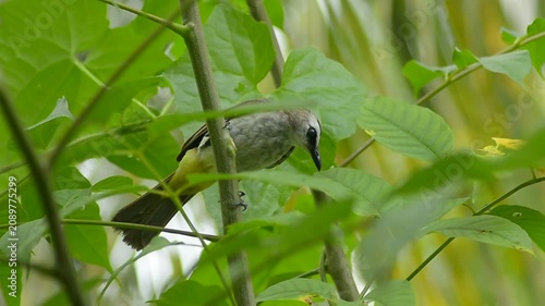 The Beautiful Sooty-headed Bulbul in Its Natural Habitat