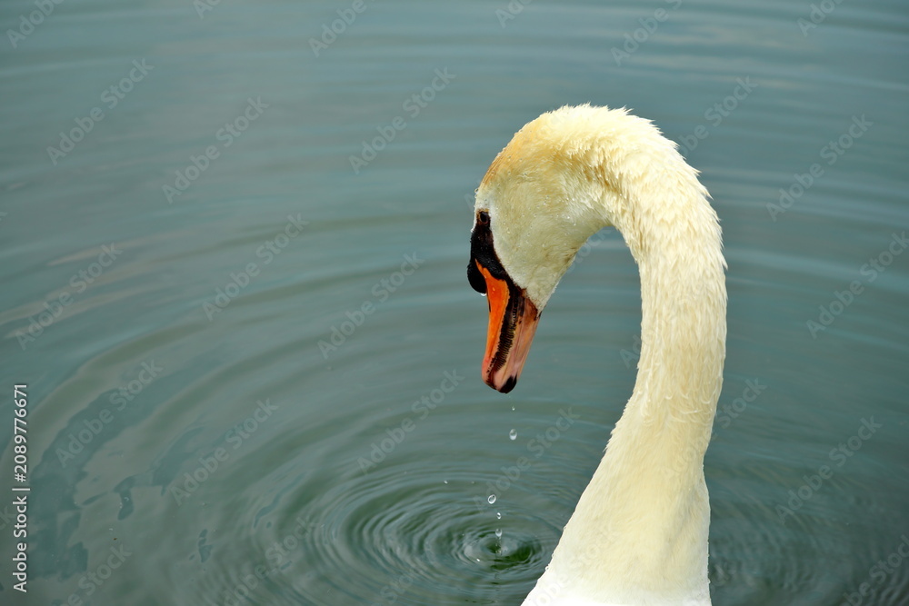 Fototapeta premium Beautiful elegant swan preening by the waterside