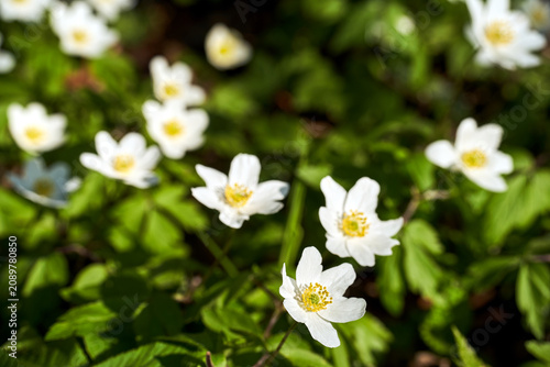 White wood anemone flowers in early spring in the forest