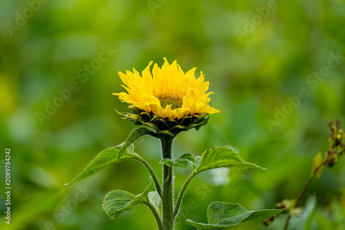 Sie steht da, als hätte sie ein Stück vom Himmel eingefangen und in goldene Blütenblätter gegossen. Inmitten des sanften, grünen Meeres, das sie umgibt, wirkt diese Sonnenblume