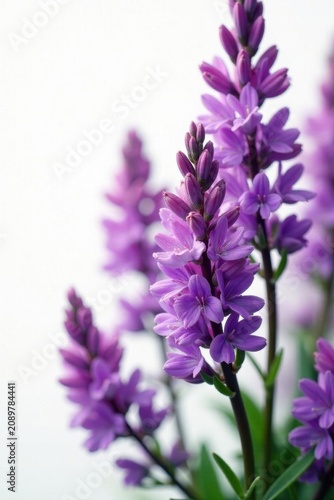 Intricate purple Erica blossoms against white , studio, plant