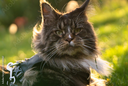 Photography Portrait of the blotched tabby bicolor long haired Maine Coon cat with almond-like green eyes, looking directly to the camera, with harness and leash on, against strong golden sunlight