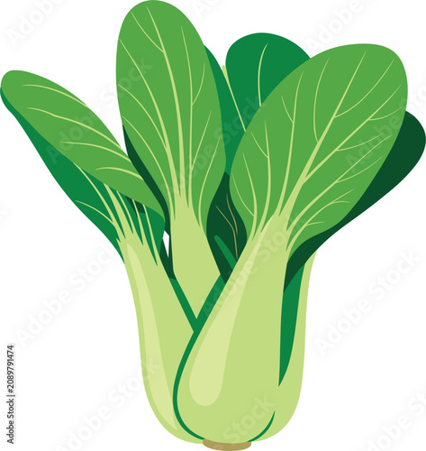 Obraz na płótnie Fresh green bok choy pak choi Chinese cabbage vector illustration, isolated on w
