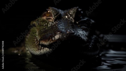 Close up of alligator partially submerged in dark water with focused eyes and textured skin