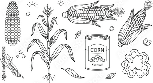 Fresh corn cob plant and canned kernels vector outline element set for agriculture food coloring book