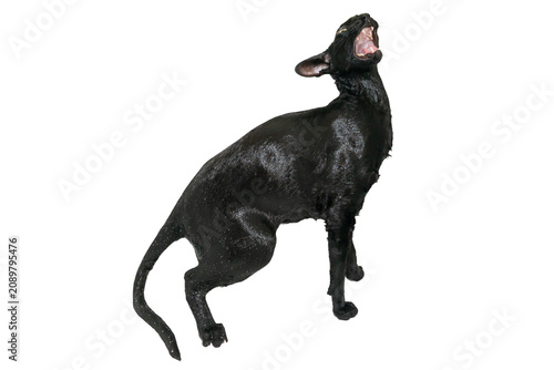 Wet black cat, black oriental cat in PNG isolated on transparent background