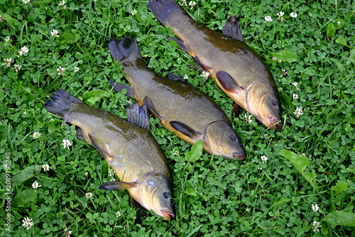 Photos Freshly caught tench (tinca tinca) on a green grass background