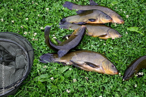 Tableau sur toile Freshly caught tench (tinca tinca) on a green grass background