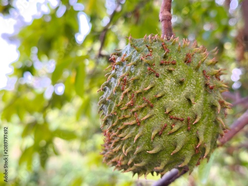 Obraz na plátne Red ants crawling across immature Annona muricata soursop fruit hanging naturally beneath lush tropical tree branches