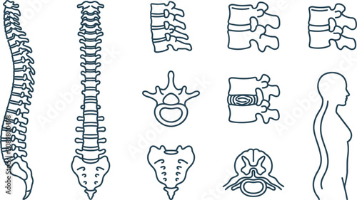 Bild auf Leinwand Human Spine Anatomy Outline Icon Set with Vertebral Column, Intervertebral Discs