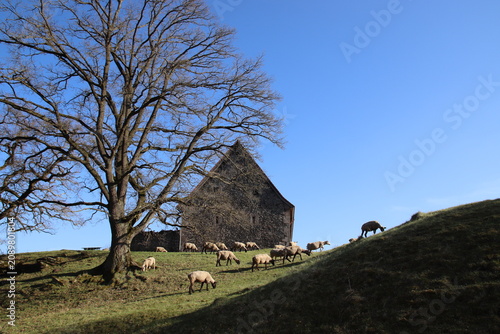 Schafherde in der Nähe von Lauterbach, Vogelsbergkreis, Hessen, Deutschland