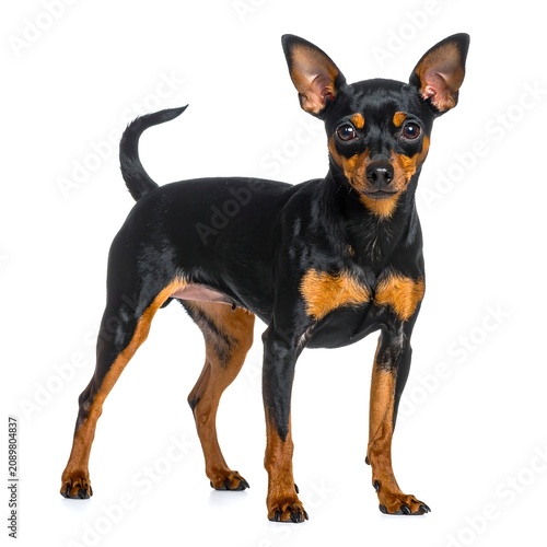 A small black and tan dog with erect ears and tail