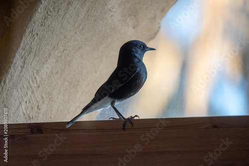 Fotografía Black wheatear (Oenanthe leucura) perched on a windowsill at a hotel in Merzouga