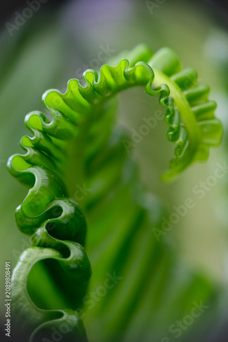 Photos Close-up texture of Asplenium nidus or Cobra fern foliage in a home garden