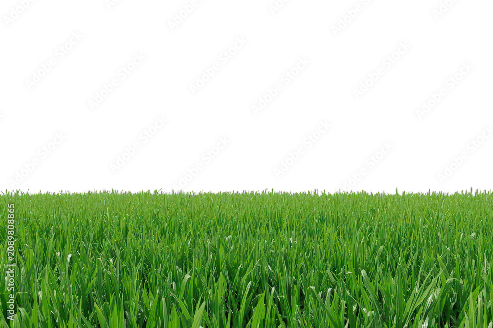Fototapeta premium Green grass growing in a lush field with fresh foliage, creating a vibrant lawn on a transparent background
