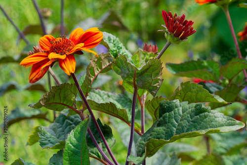 Photos Heliopsis 'Bleeding hearts (Heliopsis helianthoides), Cultivar of false Sunflowe