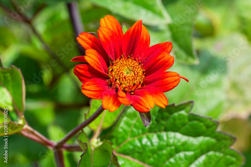 Obraz na plátně Heliopsis 'Bleeding hearts (Heliopsis helianthoides scabra)