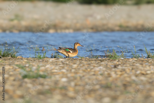 Photos A female Eurasian Teal (Anas crecca) standing on a pebble shore near the water, displaying a green speculum