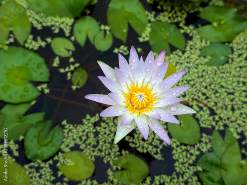 water lily in the pond