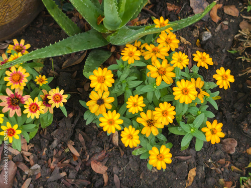 A beautiful flower in the garden